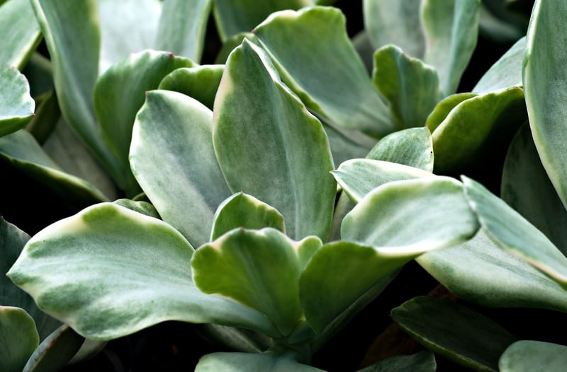 Succulent Birdcage